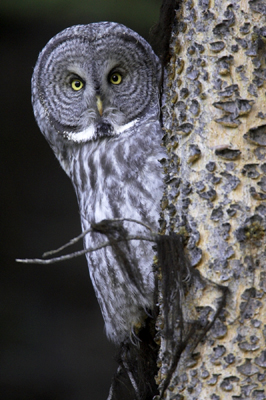 Great Gray Owl